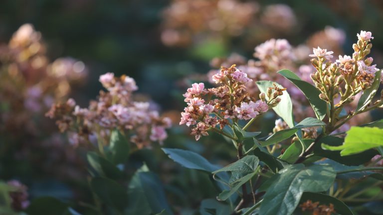Indian hawthorne is a large evergreen shrub well suited to dappled shade if moisture is sufficient.