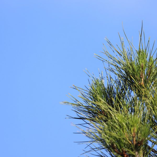 Italian stone pine has a distinct umbrella form when mature..