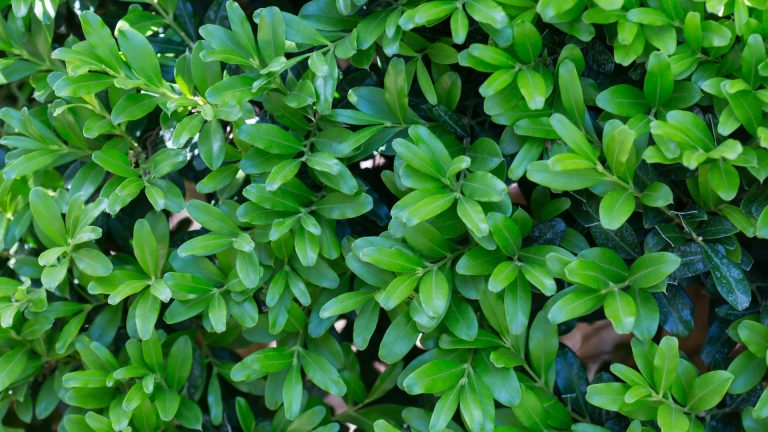 Japanese boxwood leaves