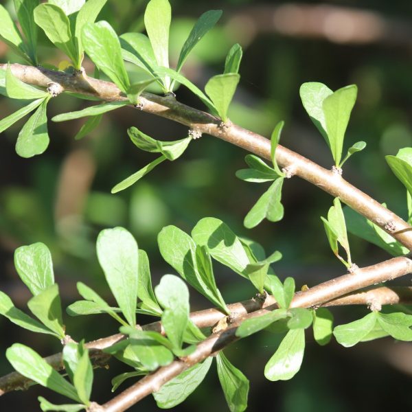 Leatherstem leaves and branches.