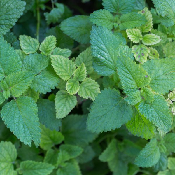 Lemon balm leaves