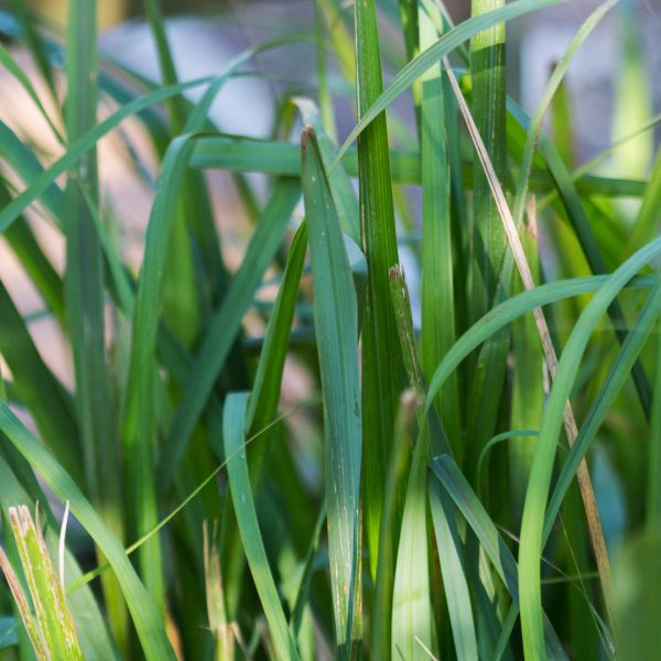 Lemongrass leaves