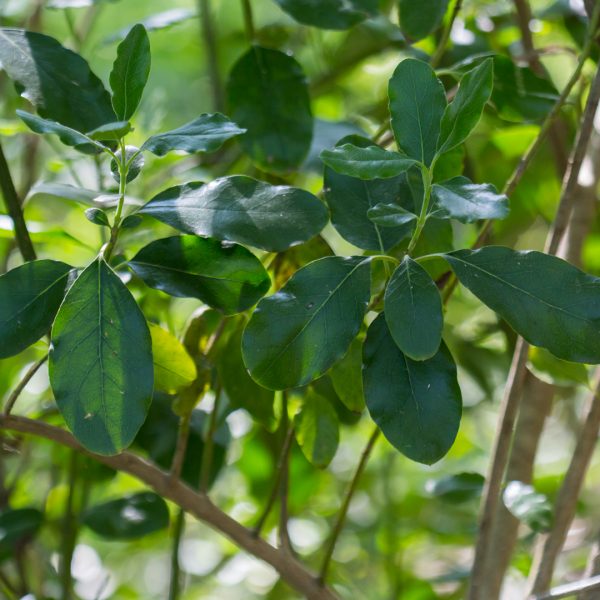 Lindheimer's silktassel leaves.