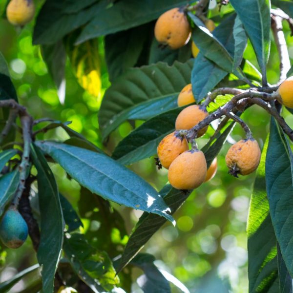 Loquat fruit and leaves