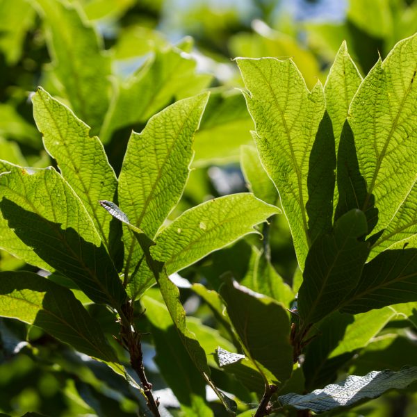 Loquat oak leaves.