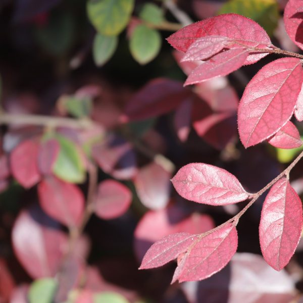 Typically used as a foundation hedge, loropetalum exhibits deep burgundy hues.