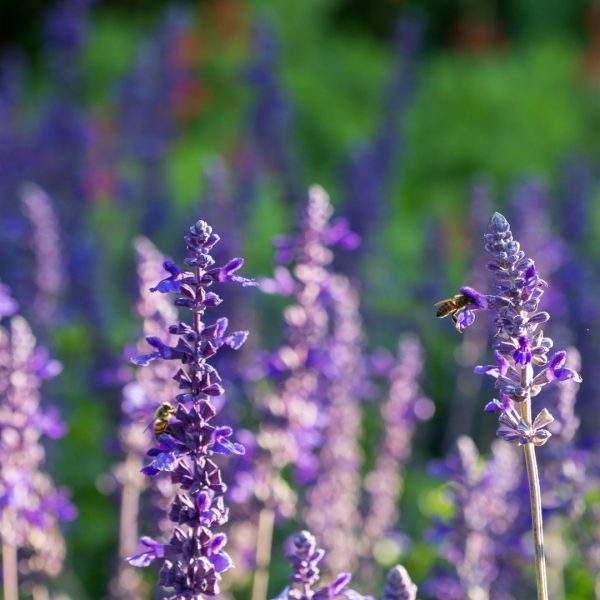 Mealy blue sage flowers.