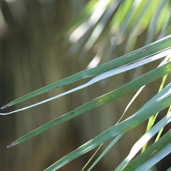 Mediterranean fan palm leaves.