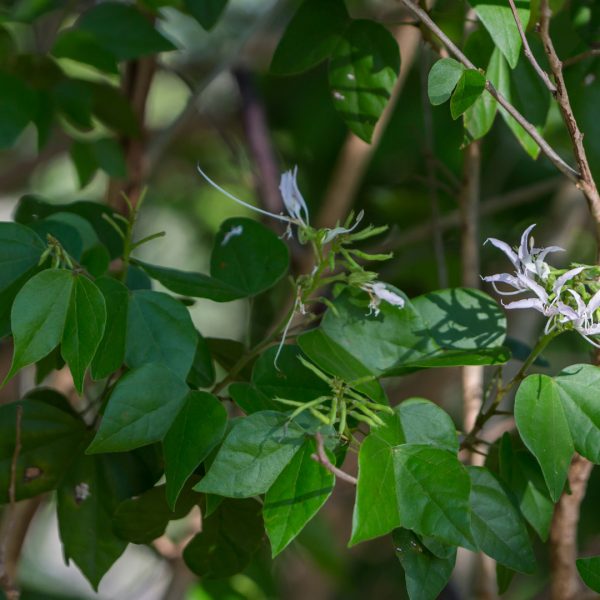 Mexican orchid tree leaves and flowers.