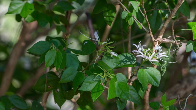 Mexican orchid tree leaves and flowers.