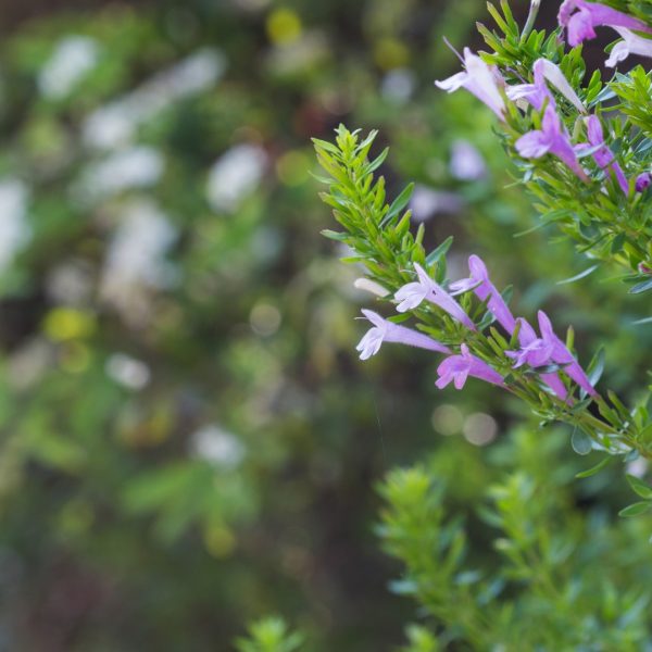 Mexican oregano leaves and flowers