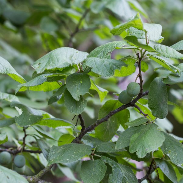 Mexican plum leaves.