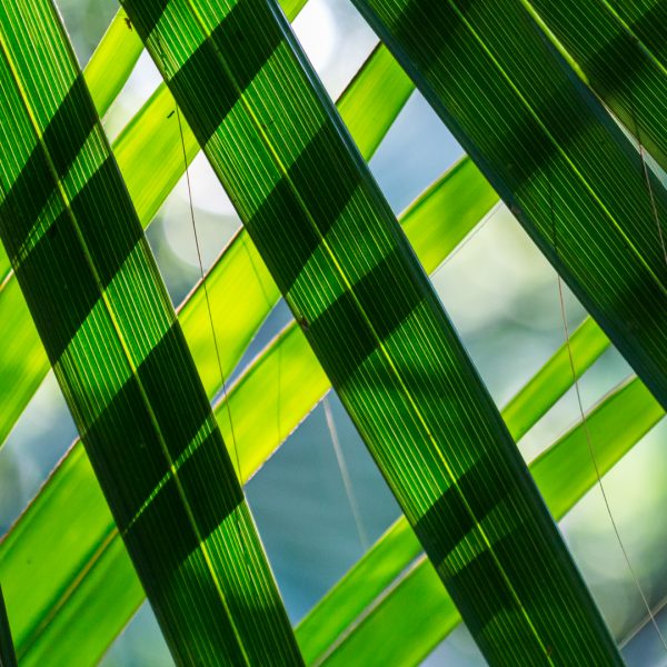 Sabal mexicana leaves.