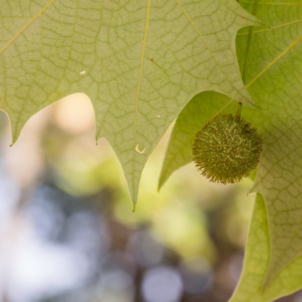 Mexican sycamore leaves and seeds.