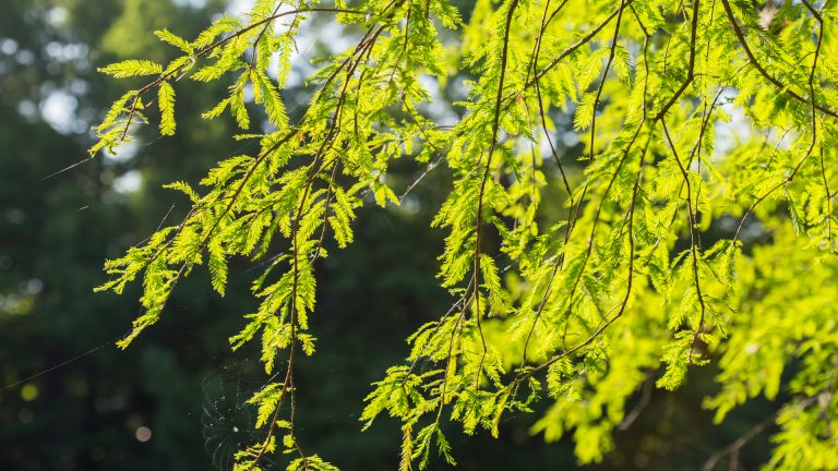 Montezuma cypress leaves.