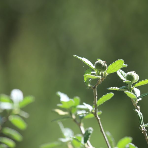 Myrtle croton leaves and fruits.