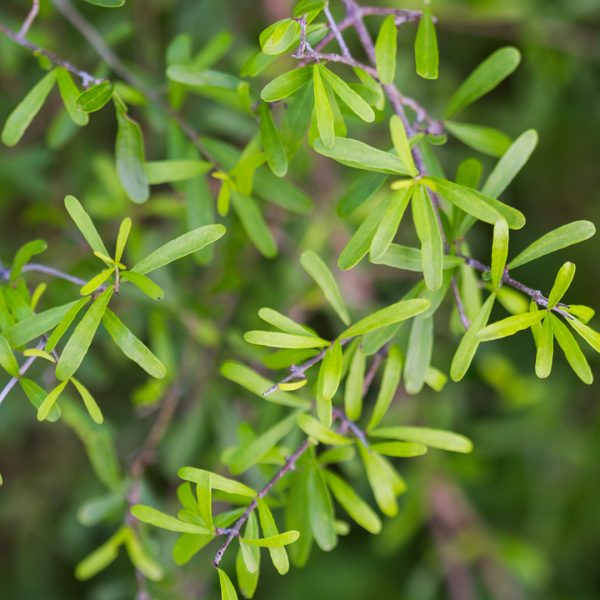 Narrow-leaf elbowbush leaves.