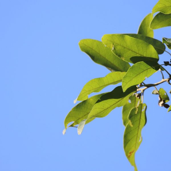 oak-monterrey-quercus-polymorpha-detail_6772