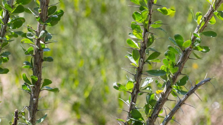 Ocotillo leaves and spines