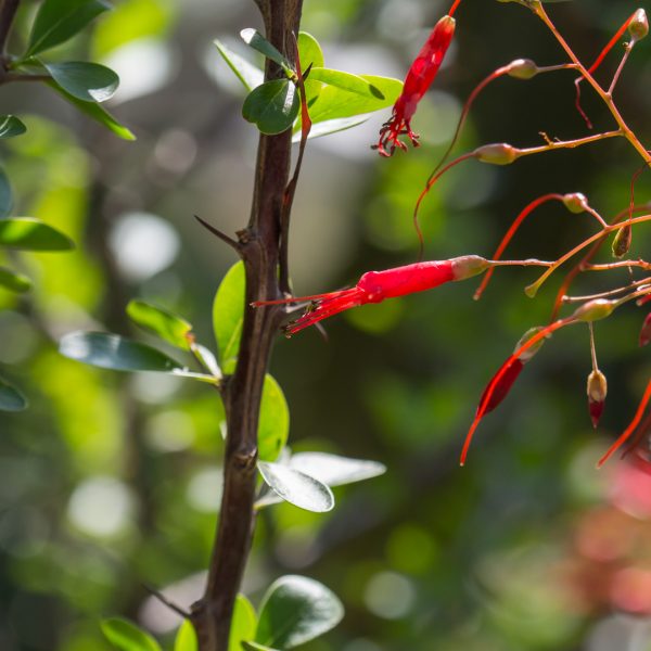 Ocotillo leaves and flowers.