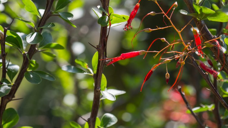 Ocotillo leaves and flowers.