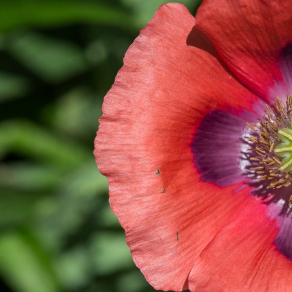 Poppy flower