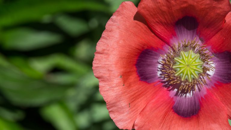 Poppy flower