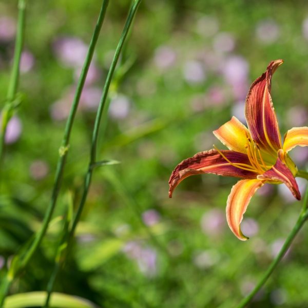 Daylilly flower.