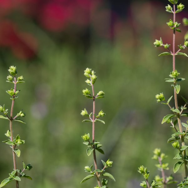 Culinary oregano leaves.