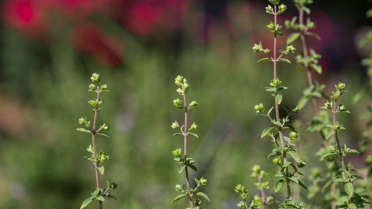 Culinary oregano leaves.