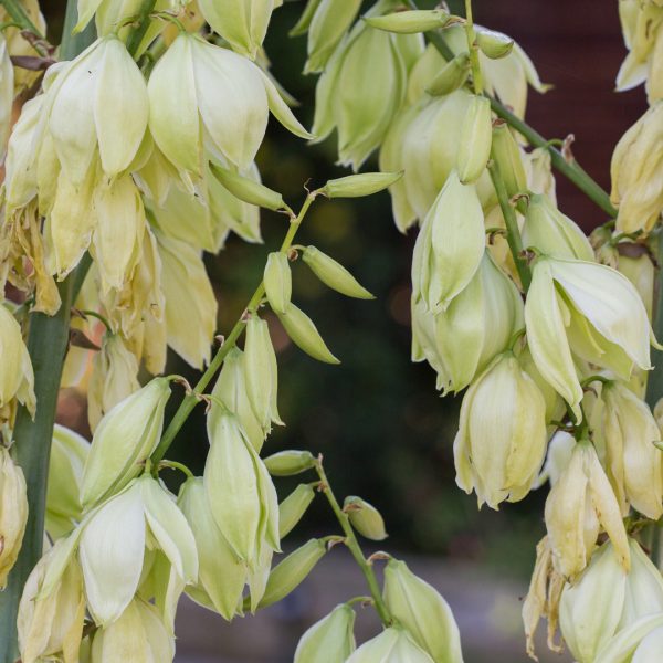 Pale-leaf yucca flowers.