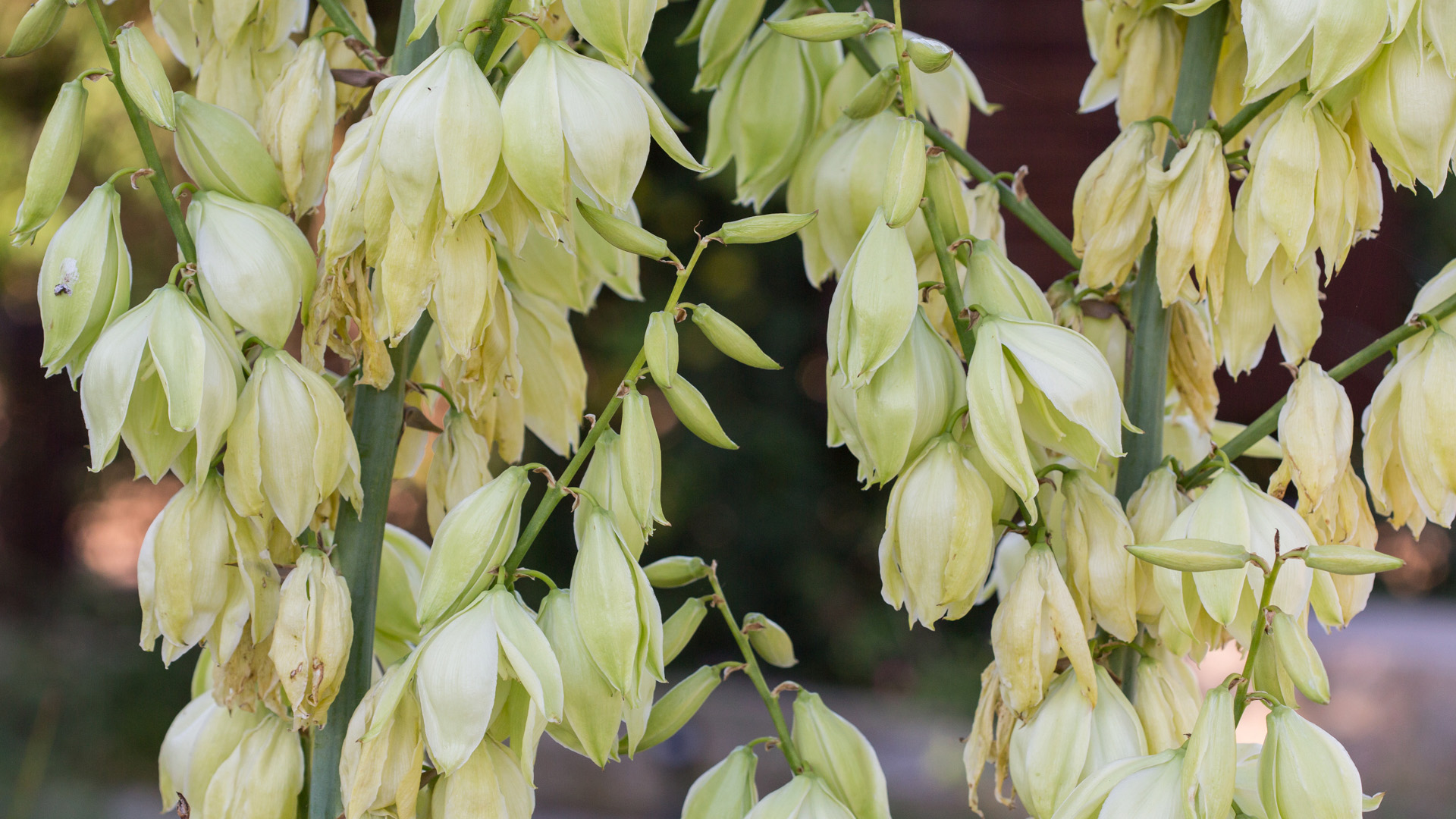 Pale-leaf yucca flowers.