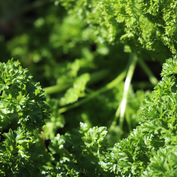Parsley leaves.