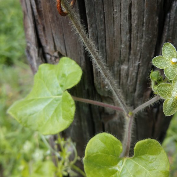 Pearl milkweed vine is one of Texas' native larval hosts for monarch butterflies, who lay their eggs on the leaves for their young caterpillars to eat.