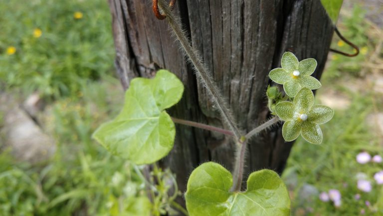 Pearl milkweed vine is one of Texas' native larval hosts for monarch butterflies, who lay their eggs on the leaves for their young caterpillars to eat.