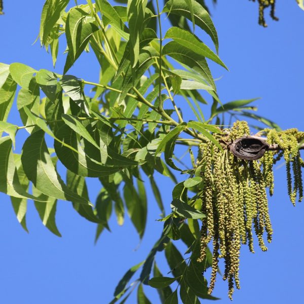 Pecan leaves, flowers and nuts.