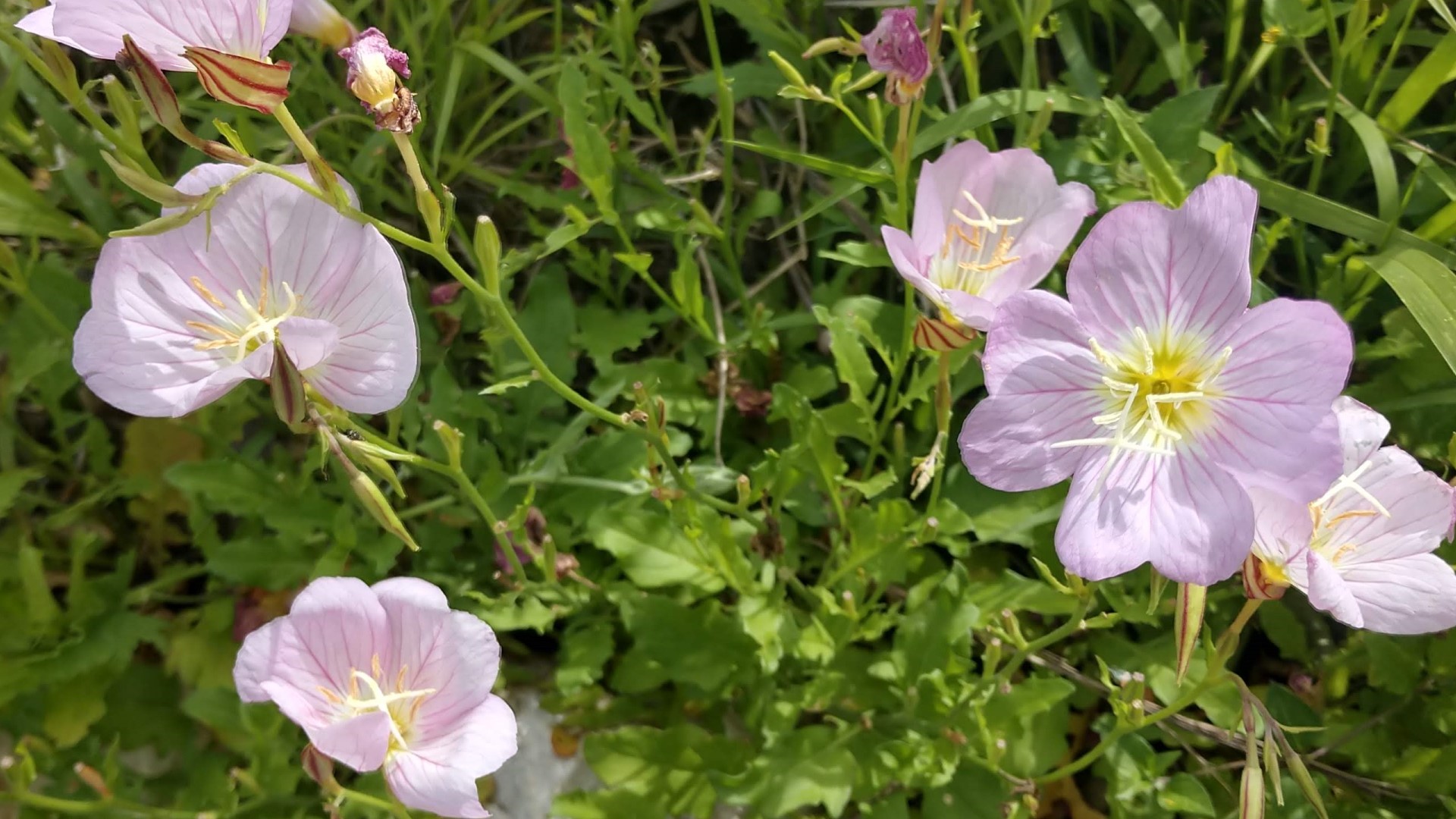 Pinkladies evening primrose flowers.