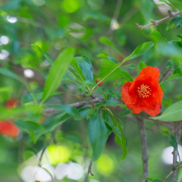 Pomegranate leaves and flowers.