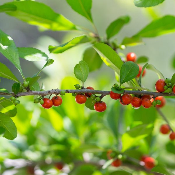 Possumhaw leaves and fruit.