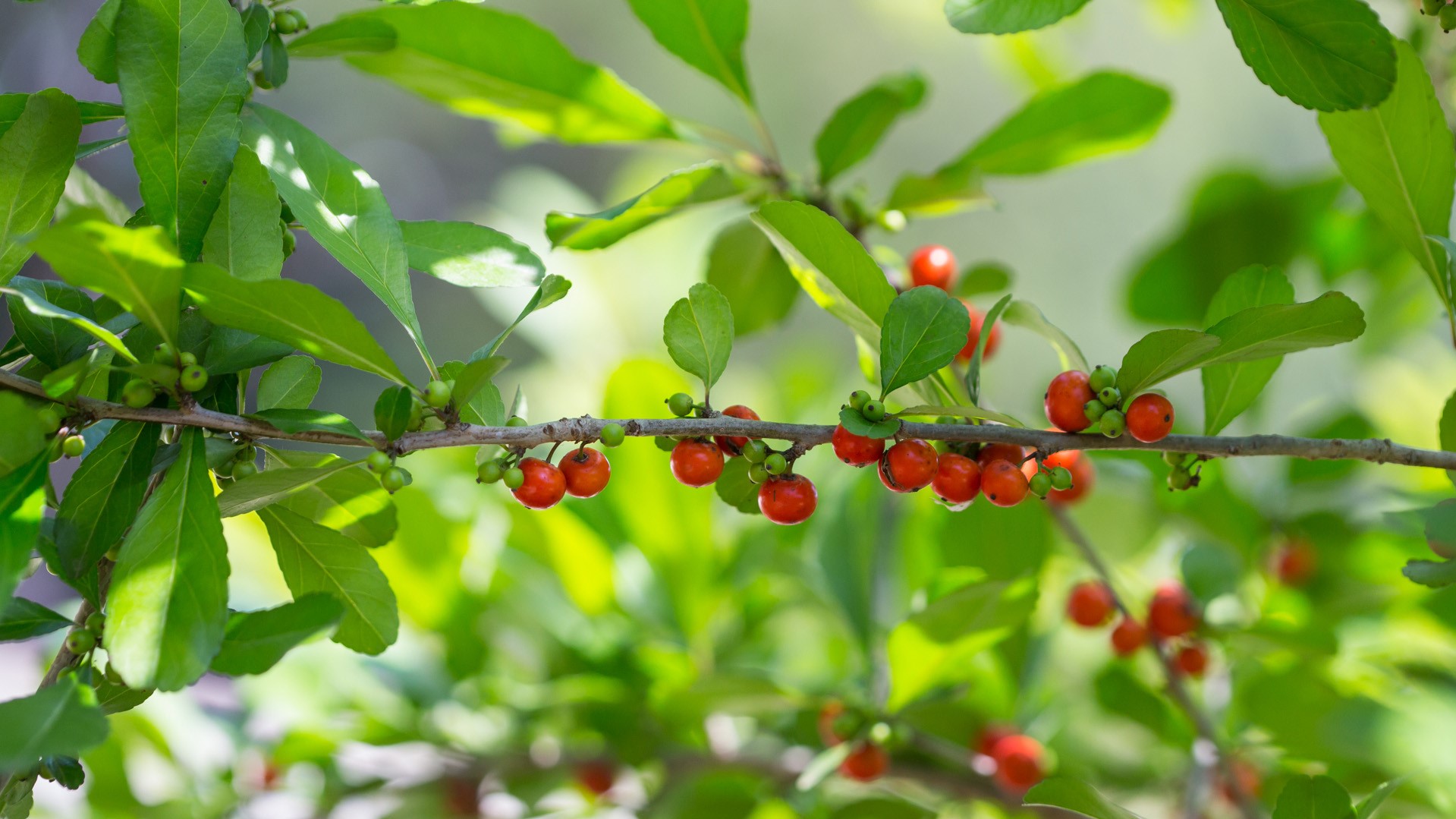 Possumhaw Holly Garden Style San Antonio