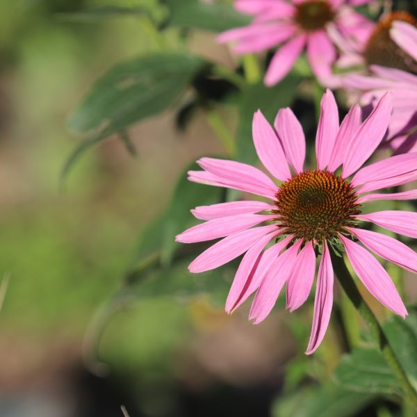 Purple coneflower is a rustic garden favorite, and makes a healthy tea to boot.