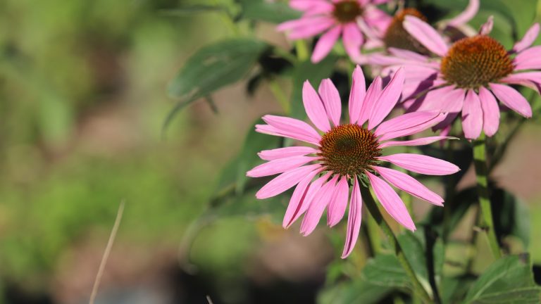 Purple coneflower is a rustic garden favorite, and makes a healthy tea to boot.