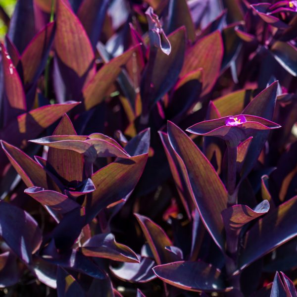 Purple heart tradescantia leaves.