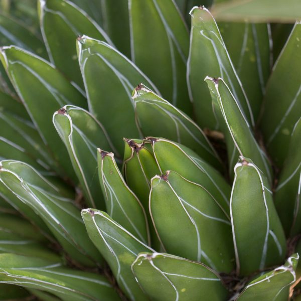 Royal Victoria agave leaves.