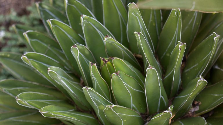Royal Victoria agave leaves.
