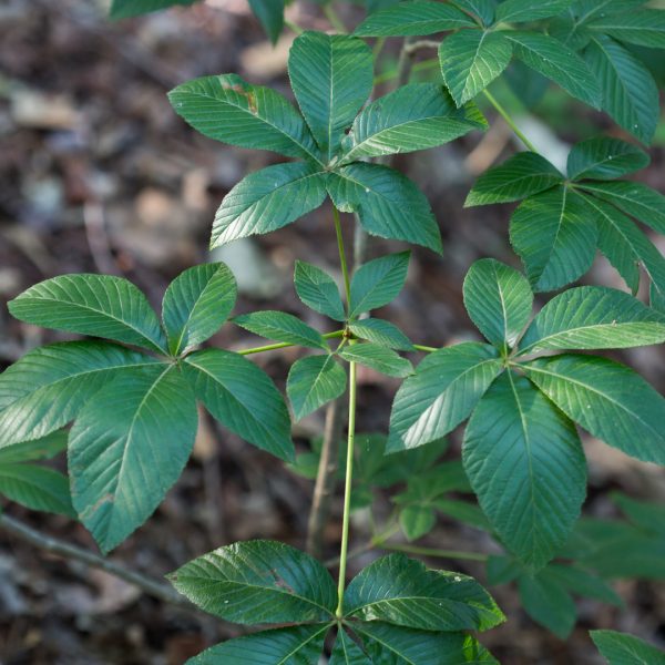 Red buckeye leaves.