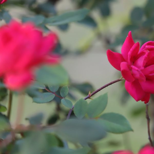 Thanks to their relative ease of upkeep, Knockout roses are widely used in beautification and commercial landscapes.