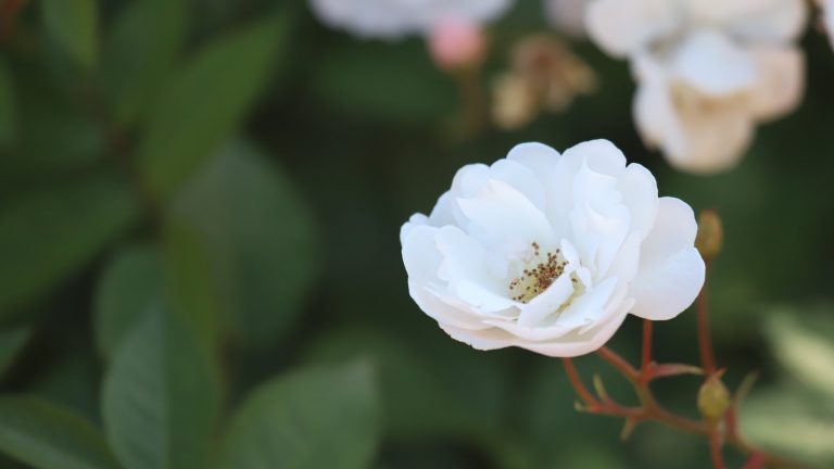 Marie Pavie rose leaves and flowers.