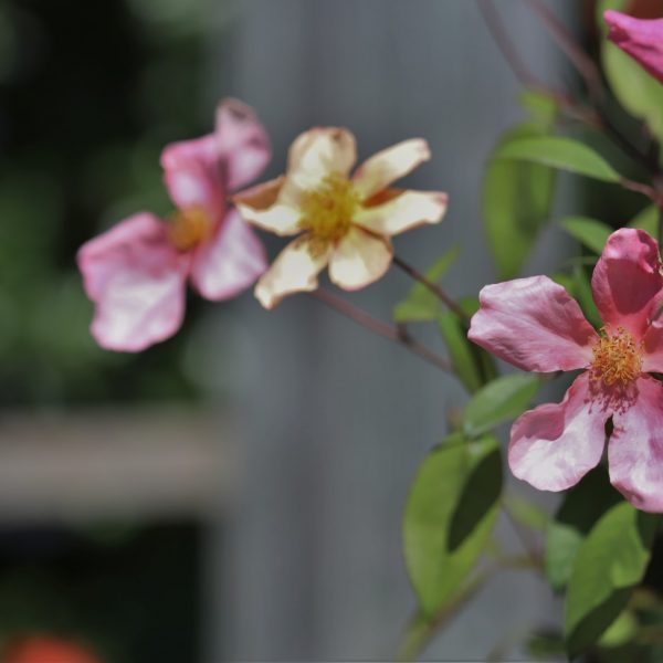 Rose Mutabilis, or Butterfly Rose, is so called because its flowers appear in different shades of yellow and pink.