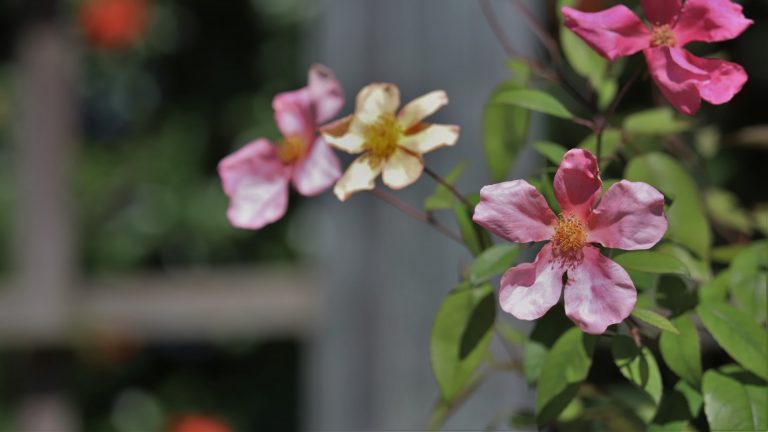 Rose Mutabilis, or Butterfly Rose, is so called because its flowers appear in different shades of yellow and pink.